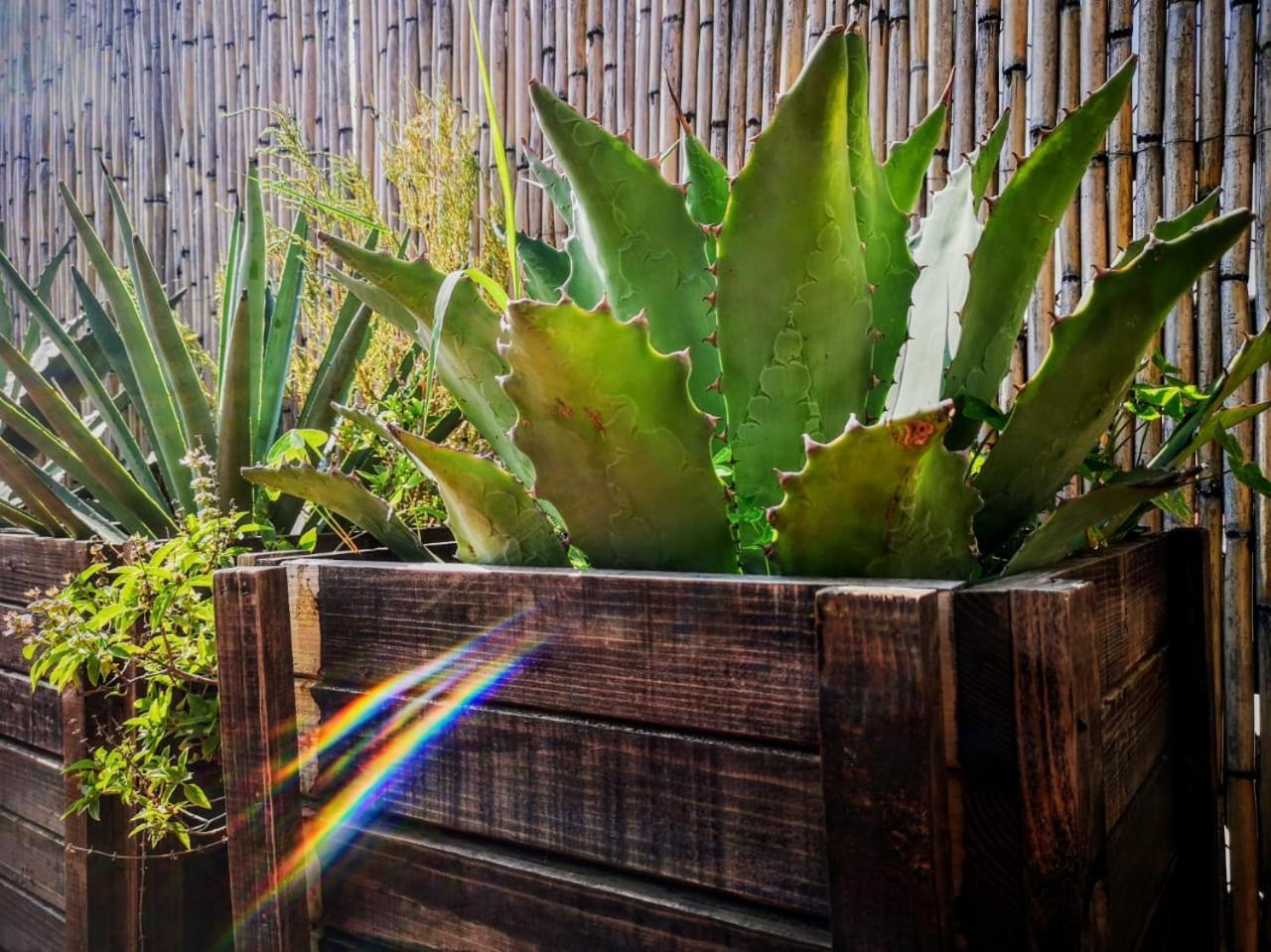 El Diablo Y La Sandia B&B Oaxaca Kültér fotó